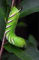 sphinx du troen n01bis